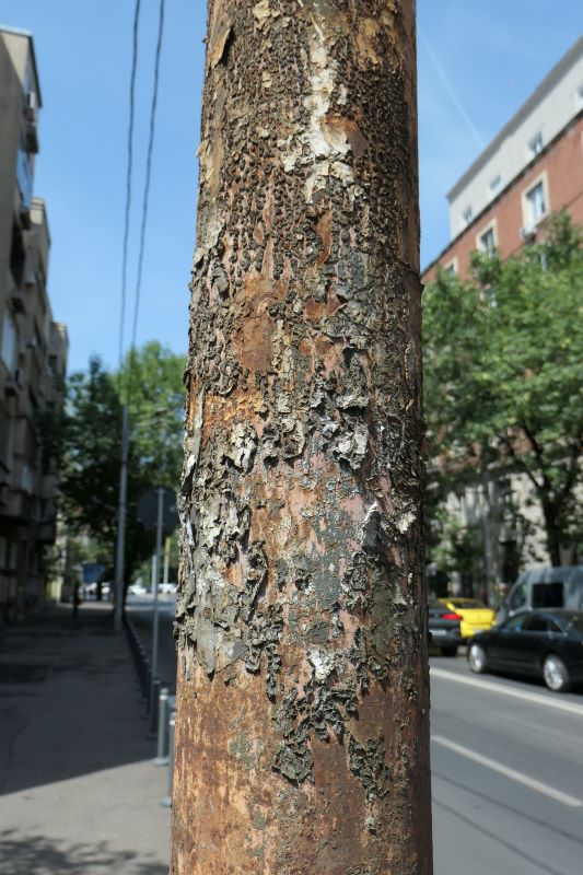Bucuresti, 26 iunie 009.jpg