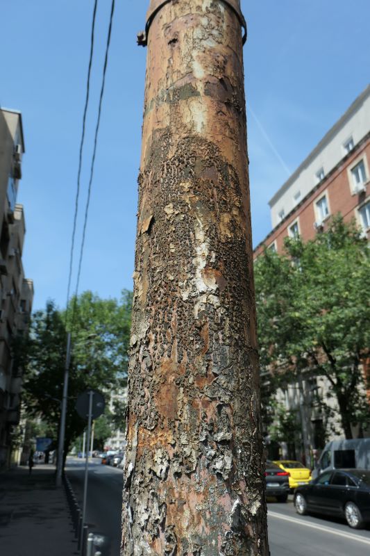 Bucuresti, 26 iunie 010.jpg
