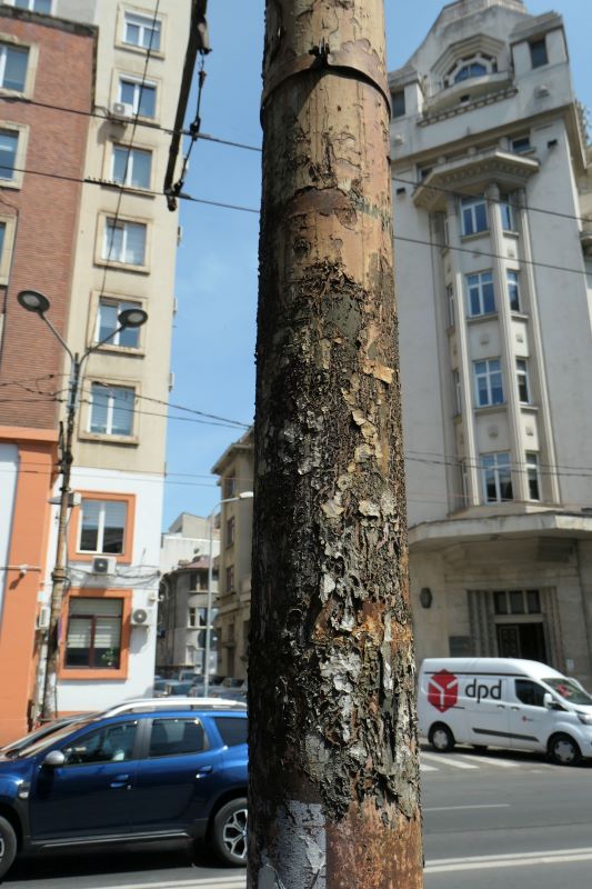 Bucuresti, 26 iunie 011.jpg