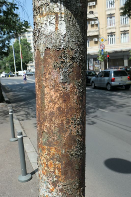 Bucuresti, 26 iunie 016.jpg