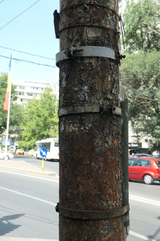 Bucuresti, 26 iunie 022.jpg